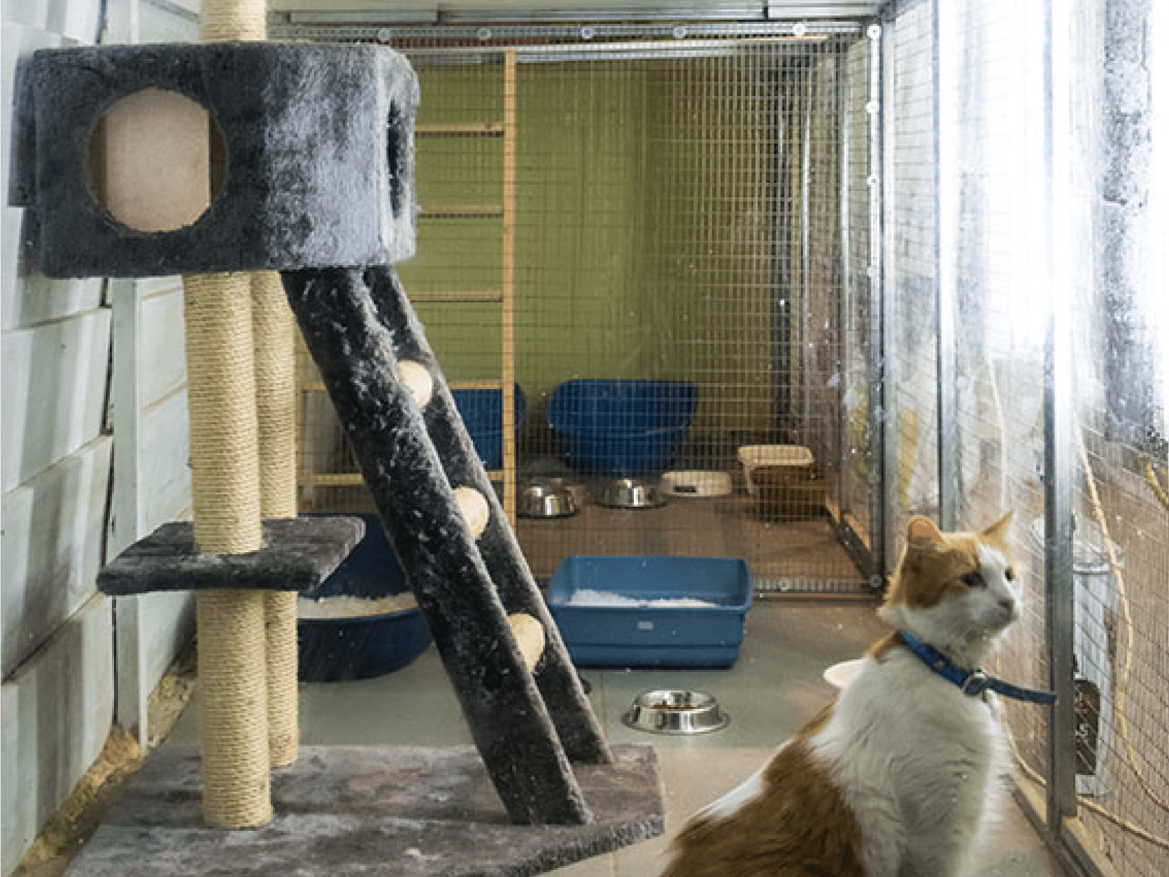 Catsndogs | Πρότυπο ξενοδοχείο για γάτες στο Κορωπί Αττικής
